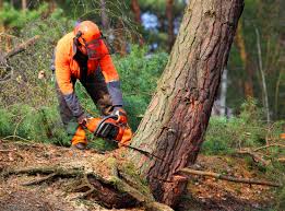 Best Lawn Pest Prevention  in South Bound Brook, NJ