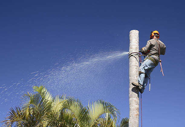 Best Arborist Consultation Services  in South Bound Brook, NJ