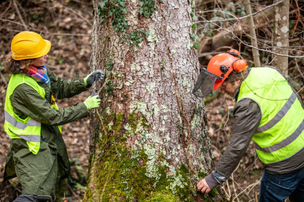 Best Fruit Tree Pruning  in South Bound Brook, NJ