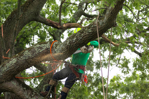 Pest Control for Lawns in South Bound Brook, NJ