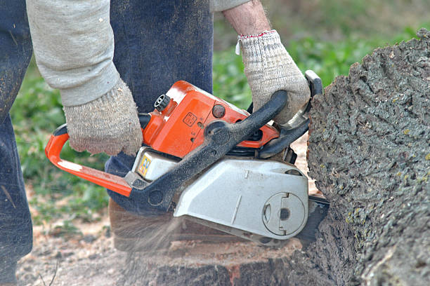 Best Tree Maintenance Programs  in South Bound Brook, NJ