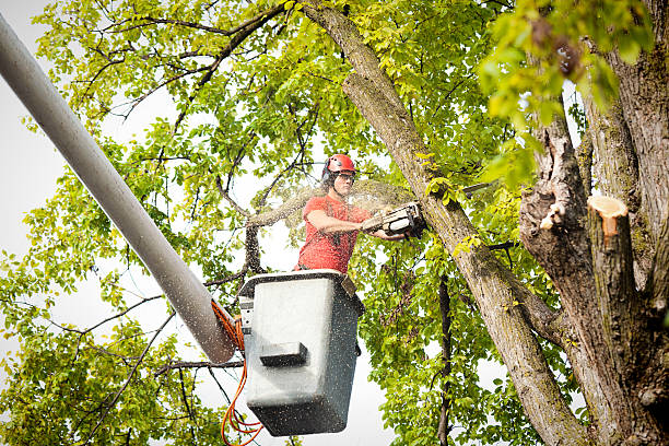 Reliable South Bound Brook, NJ Tree Care Solutions