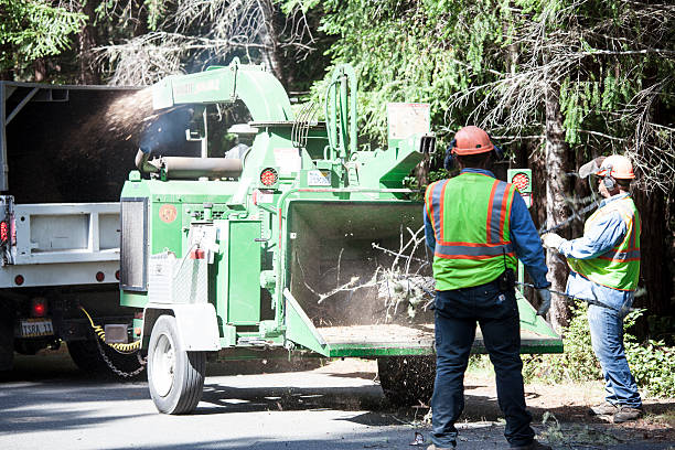 Best Hedge Trimming  in South Bound Brook, NJ