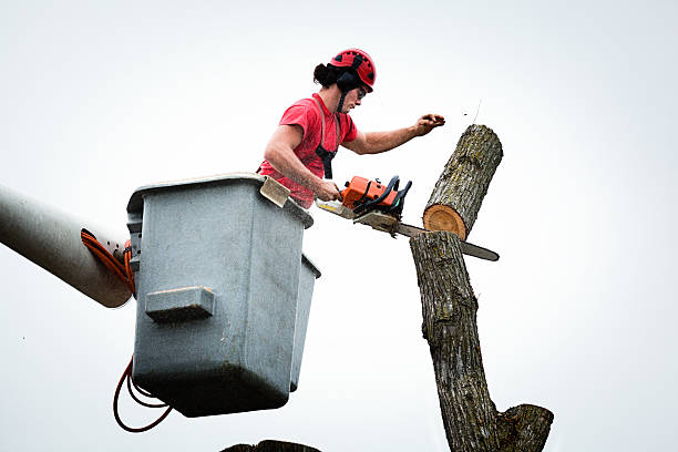 Best Firewood Processing and Delivery  in South Bound Brook, NJ