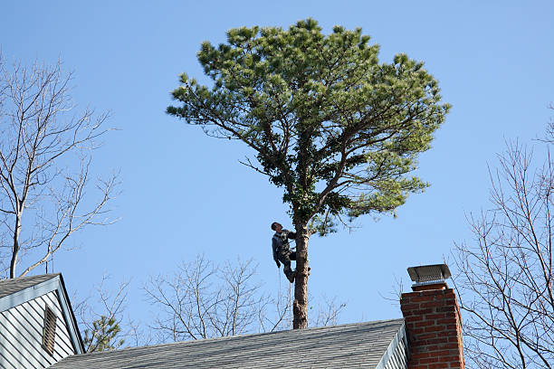 Best Tree Maintenance Programs  in South Bound Brook, NJ