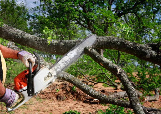 Best Lawn Irrigation Installation and Maintenance  in South Bound Brook, NJ