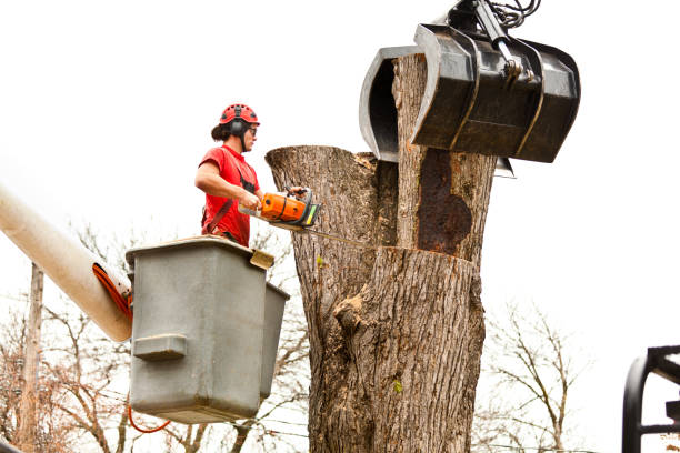 Best Hazardous Tree Removal  in South Bound Brook, NJ